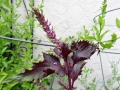 shiso-flowers