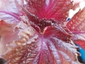 shiso-leaf-top