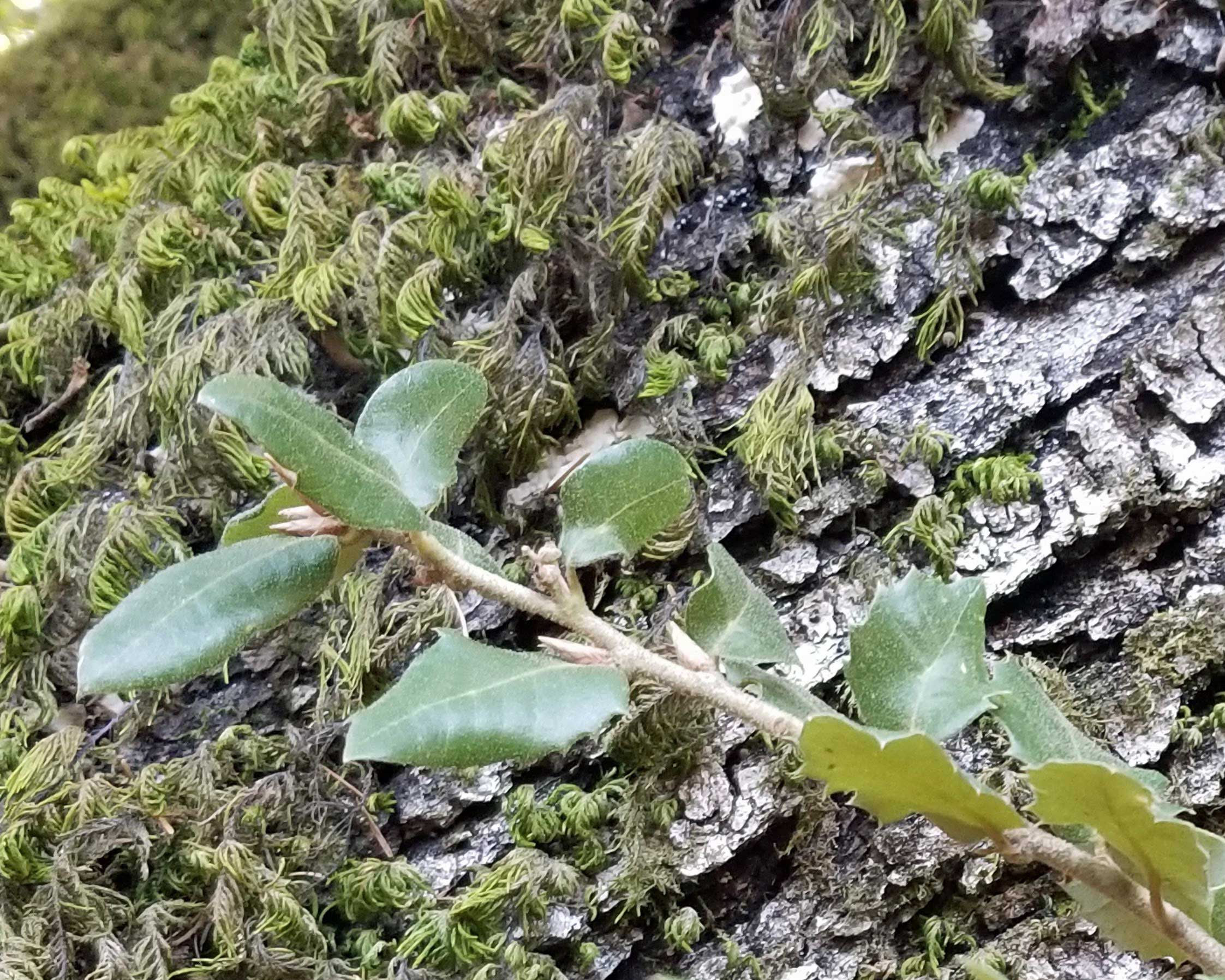 canyon-oak-leaf-bark