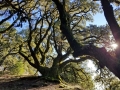 ancient-oaks