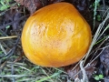 buckeye