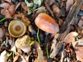 canyon-oak-acorn