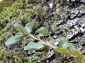 canyon-oak-leaf-bark