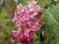 chaparral-currant