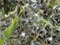 dew-on-web