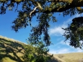 in-the-shade