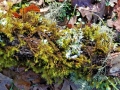 lichen