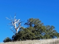 skeleton-oak