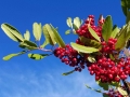 toyon