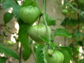 tomatillo_green