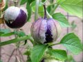 tomatillo_purple
