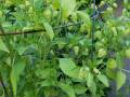 tomatillos