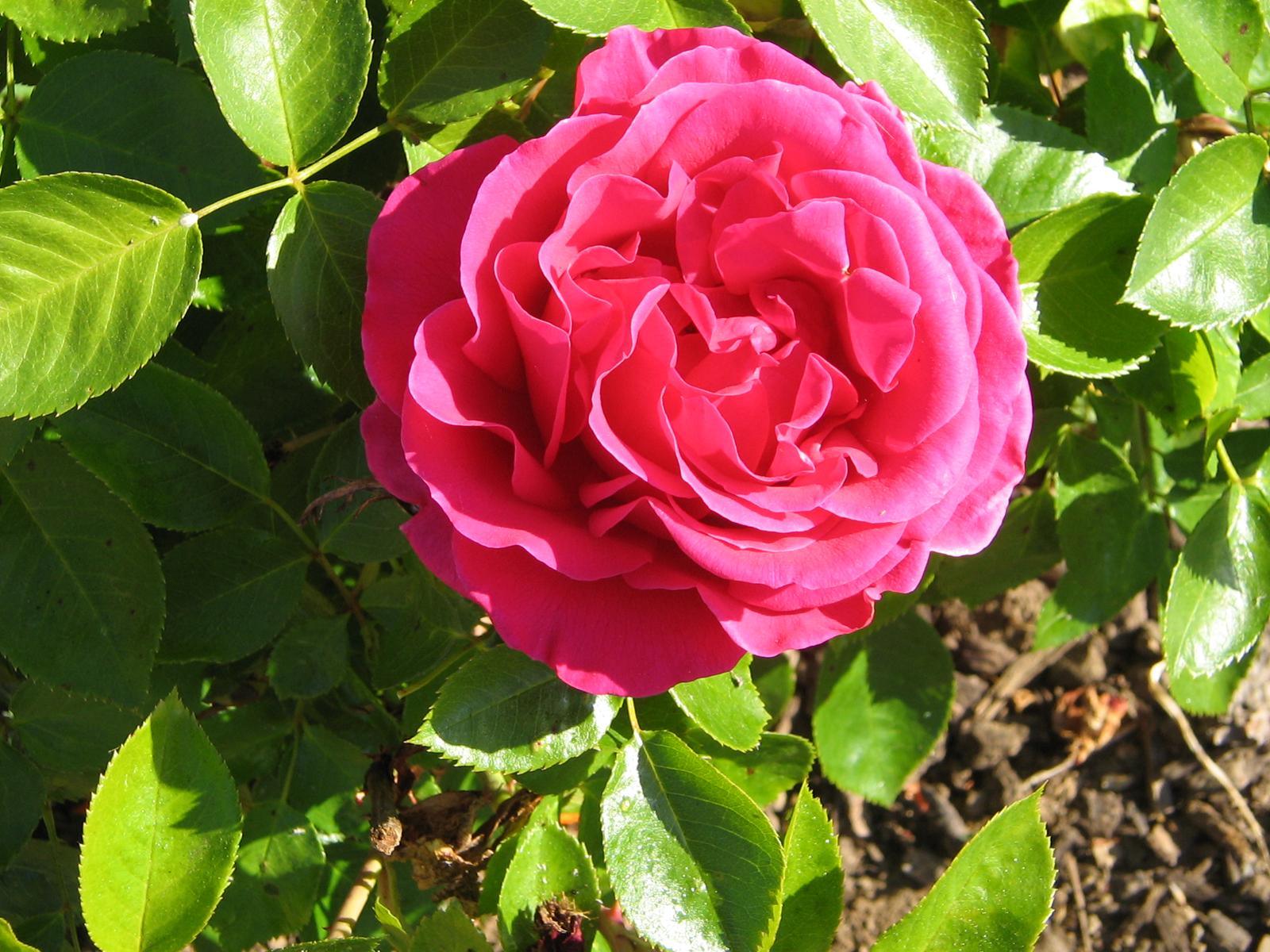 Carpet Rose SunnyvaleGarden