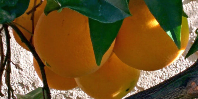 washington navel oranges in december