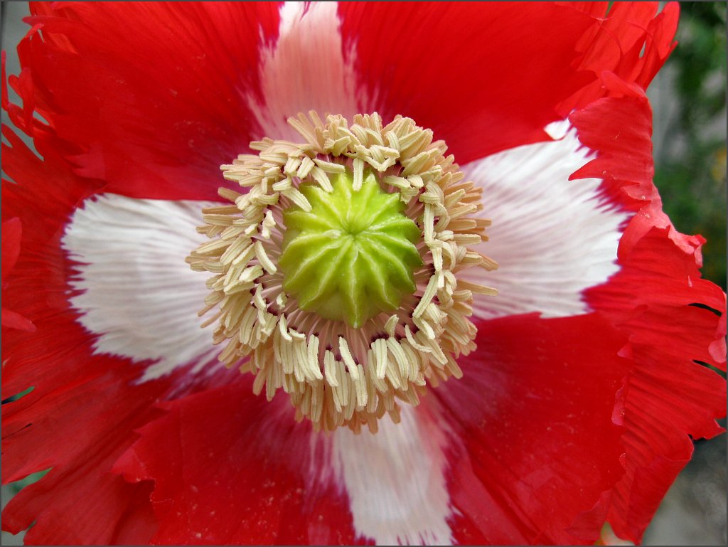 Poppy Danish Flag SunnyvaleGarden