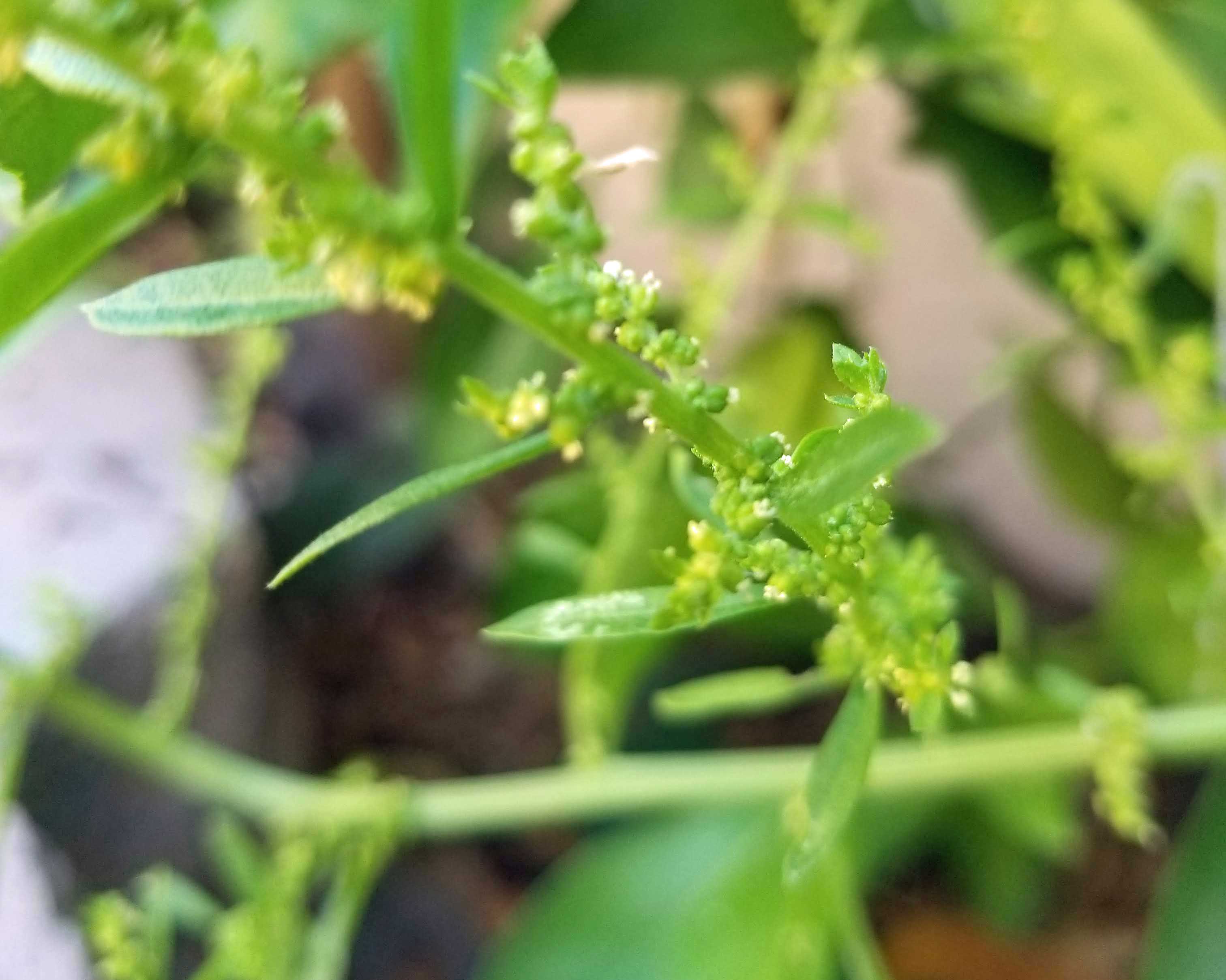 Epazote SunnyvaleGarden