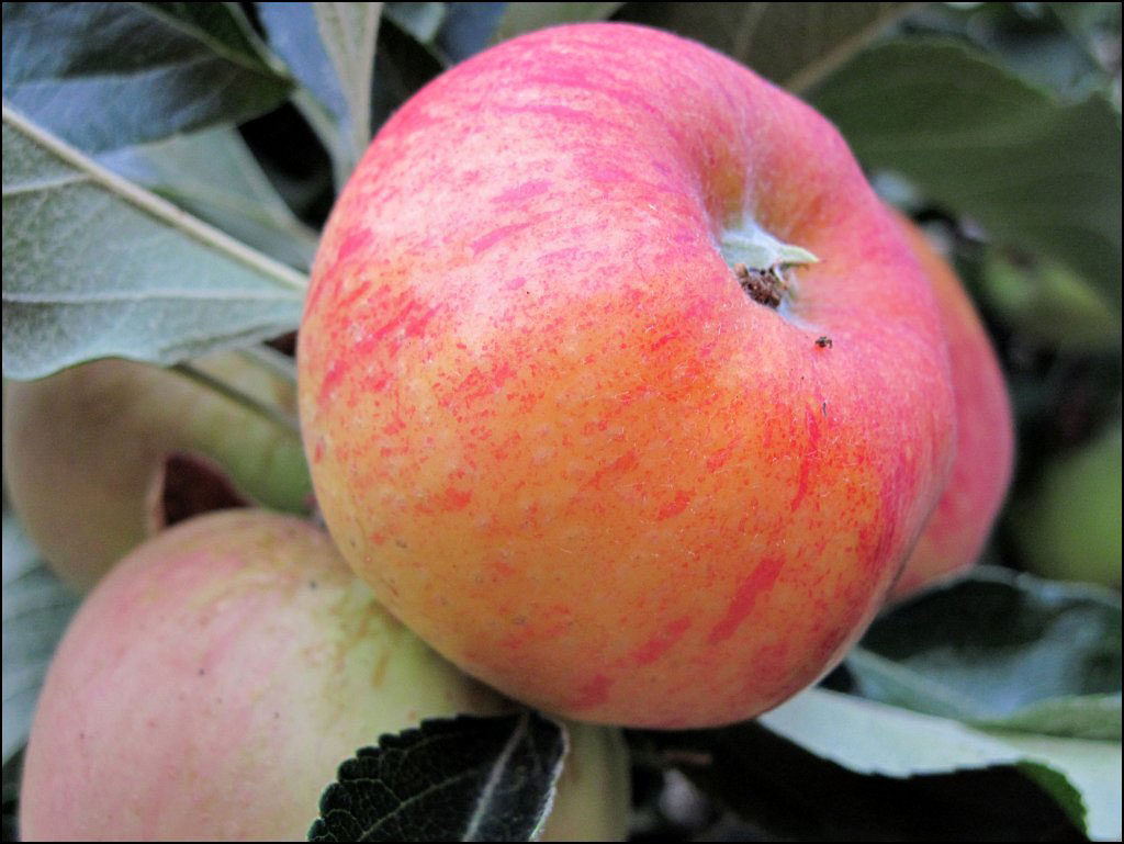 Apple Gala SunnyvaleGarden