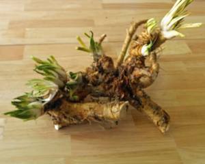 horseradish_root