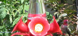 anna's hummingbird at feeder