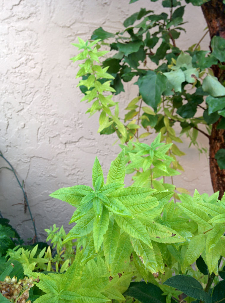 Lemon Verbena SunnyvaleGarden