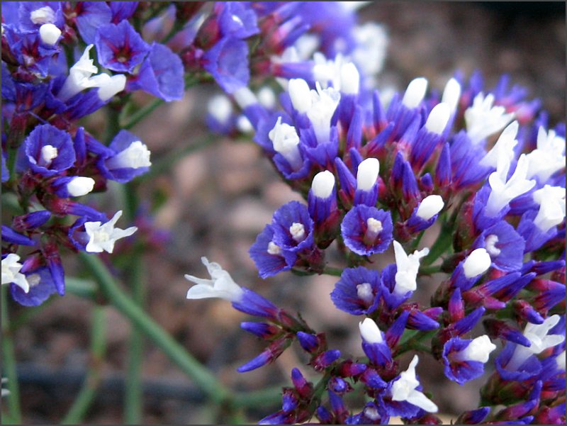 Sea Lavender SunnyvaleGarden
