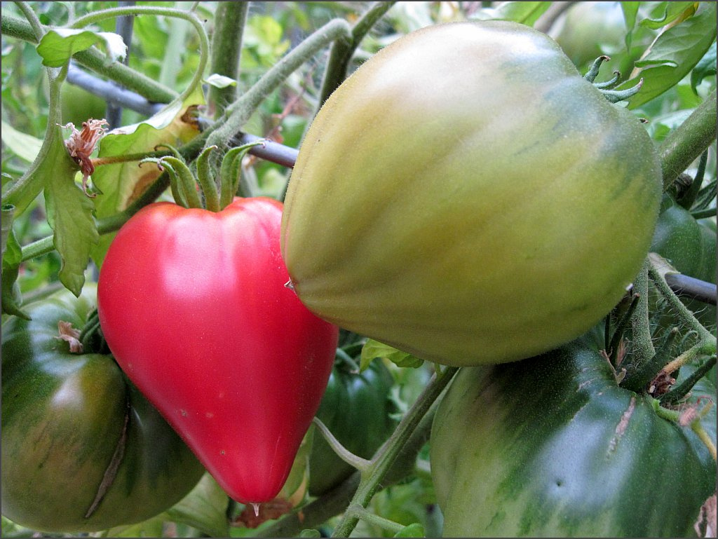 Anna Russian Heirloom Tomato Seeds Tomatofest Organics 2e6
