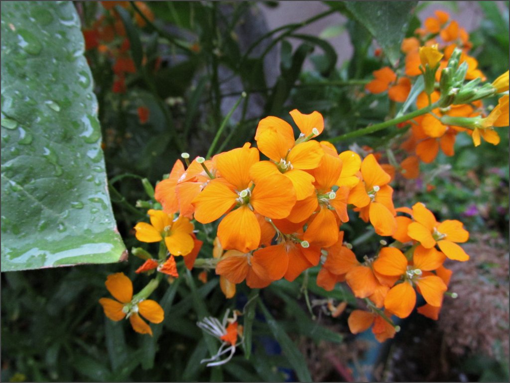 Wallflower SunnyvaleGarden