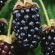 marionberry fruit