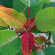 red brachs on poinsettia bush