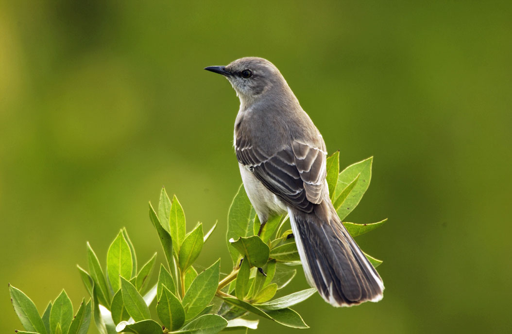 Native Birds of Nevada