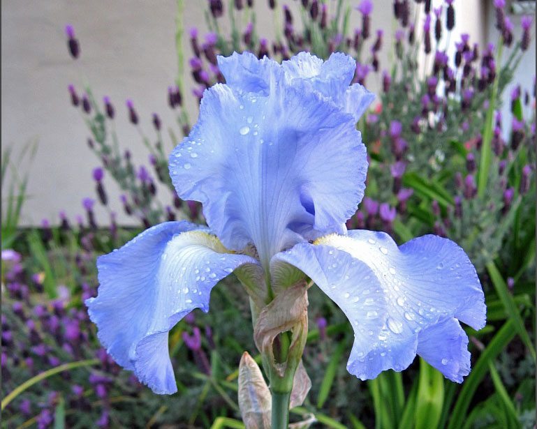 Bearded Iris Sunnyvale Garden