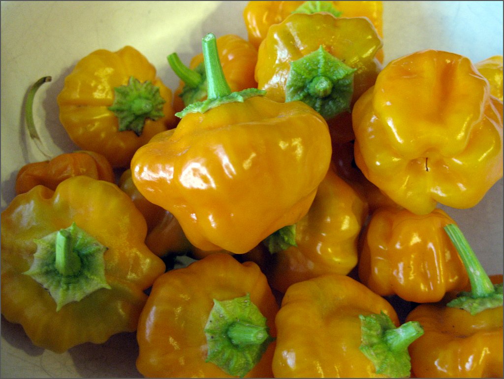 Scotch Chile SunnyvaleGarden