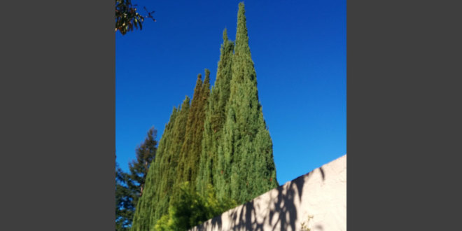 italian cypress trees