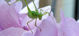 leafhopper on hydrangea