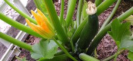 male zucchini flower and female zuke
