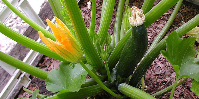 male zucchini flower and female zuke