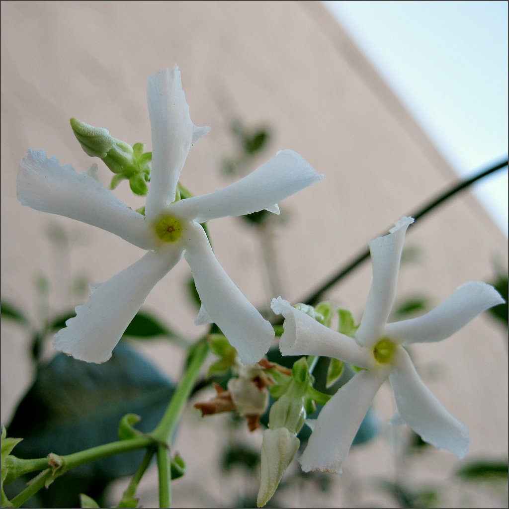 Star Jasmine SunnyvaleGarden