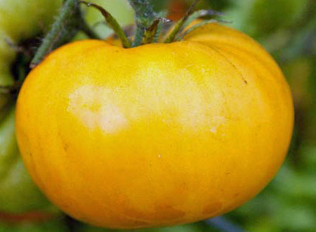 Gary Ibsen Gold tomato