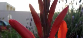 red watsonia flowers