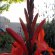 red watsonia flowers