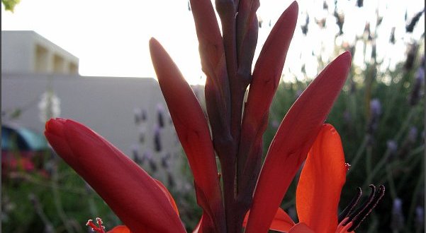 red watsonia flowers