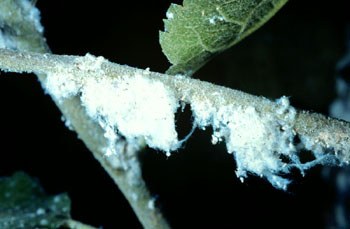 wooly apple aphids