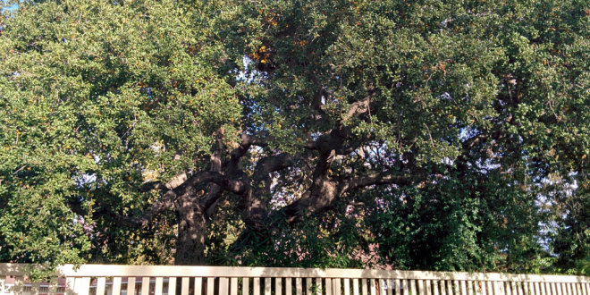 heritage coast live oak on picasso