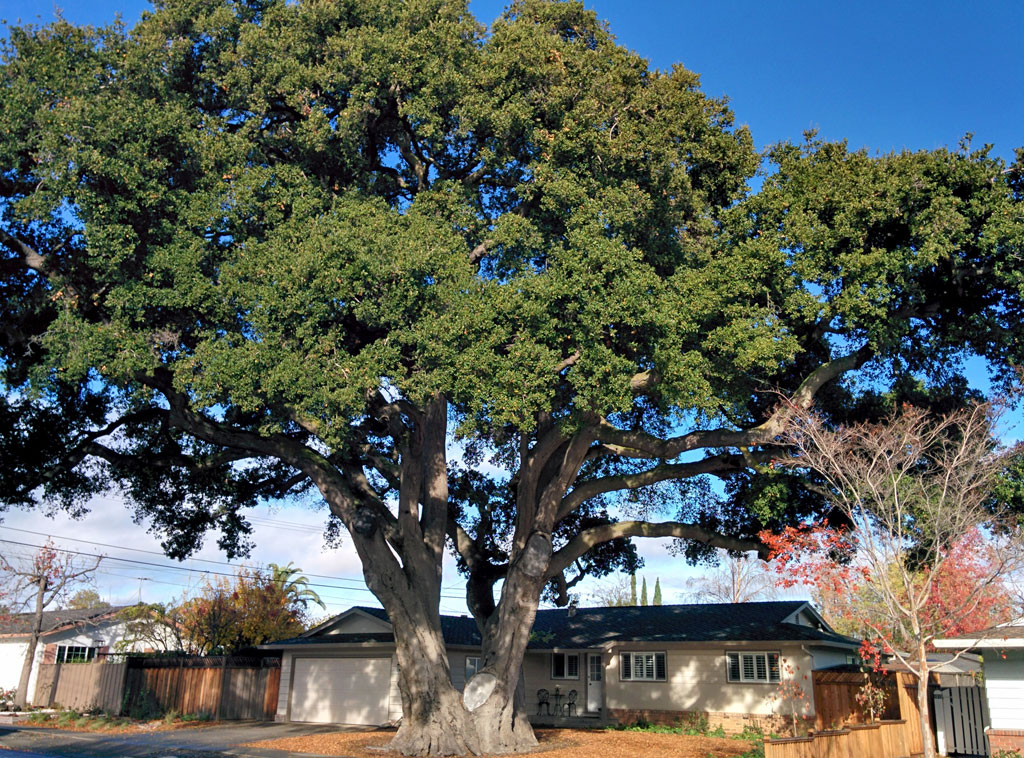 Sunnyvale Heritage Tree 1019 Pendleton SunnyvaleGarden