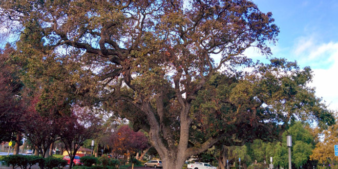 heritage valley oak in murphy park