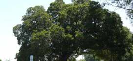 oak tree on Sobey Road
