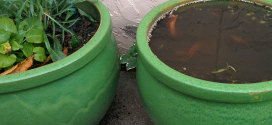 flooded pot