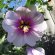 cape mallow flower