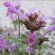 henbit