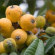loquat fruit